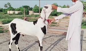 rajanpur bakra argent for sale Whatsapp 0327,9583,582