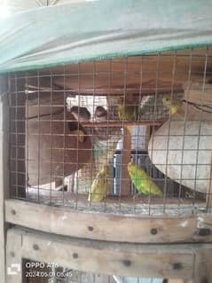Australian parrots and finch sparrows
