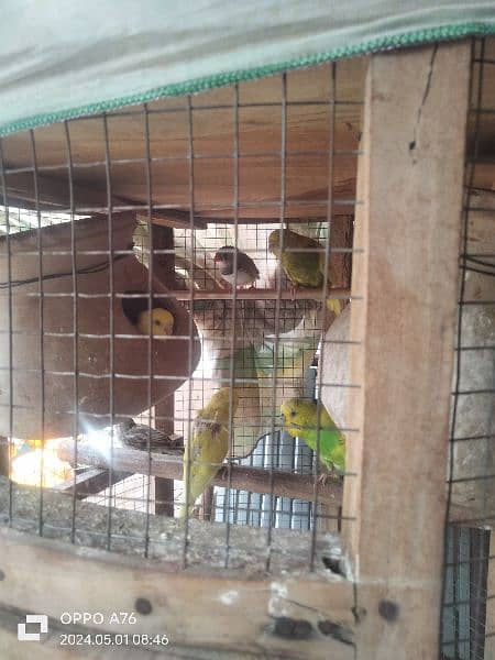 Australian parrots and finch sparrows 1