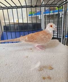 Split pied Doves 03097718550