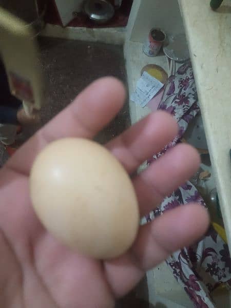 Shamoo Eggs 1