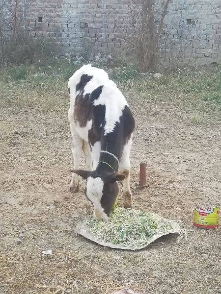 Walti cow 1