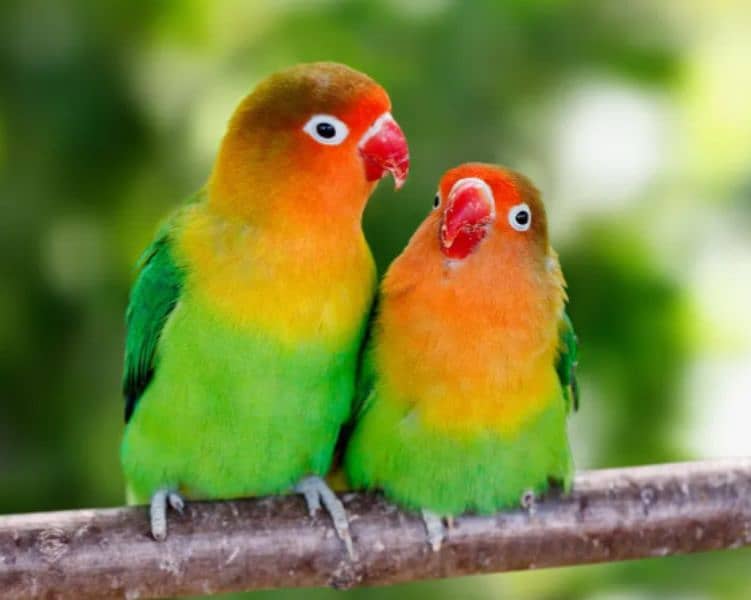Love Birds 0