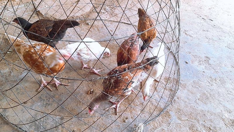 Aseel beautiful chiks and best reasonable price . 5