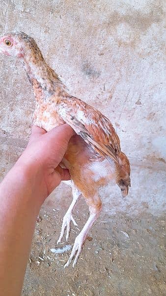 Aseel beautiful chiks and best reasonable price . 9