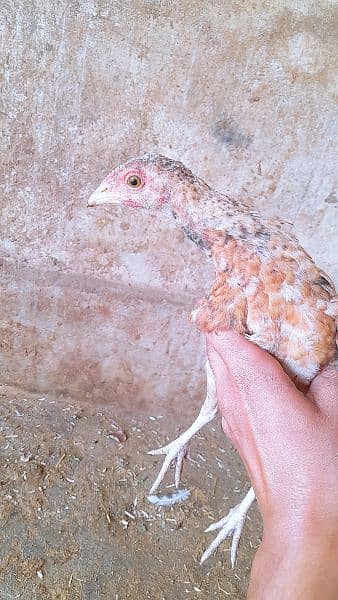 Aseel beautiful chiks and best reasonable price . 10