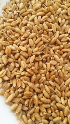 Good Quality Golden Wheat