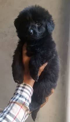 black female puppy