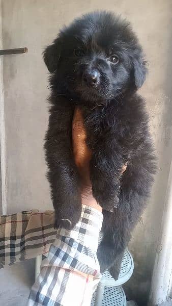 black female puppy 1