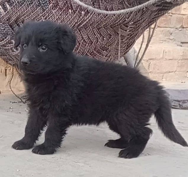 black female puppy 2