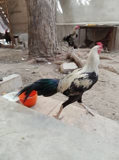 Aseel Roosters for Sale in Karachi