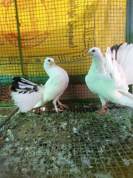 English fantail baby pair for sale 0