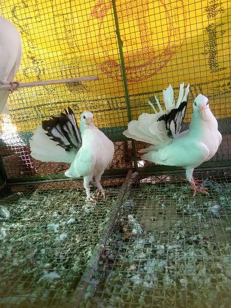 English fantail baby pair for sale 1