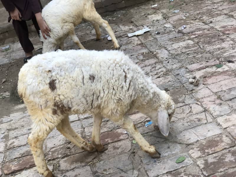 Sheep For Sale 2
