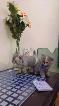 Persian Cat Grey fur triple coated kittens