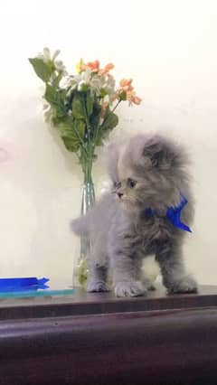Persian Cat Grey fur triple coated kittens