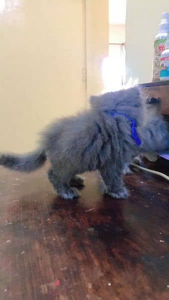 Persian Cat Grey fur triple coated kittens 1