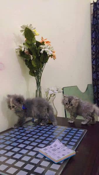 Persian Cat Grey fur triple coated kittens 6