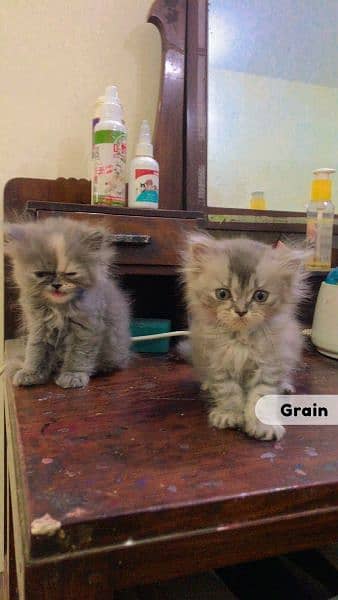 Persian Cat Grey fur triple coated kittens 7