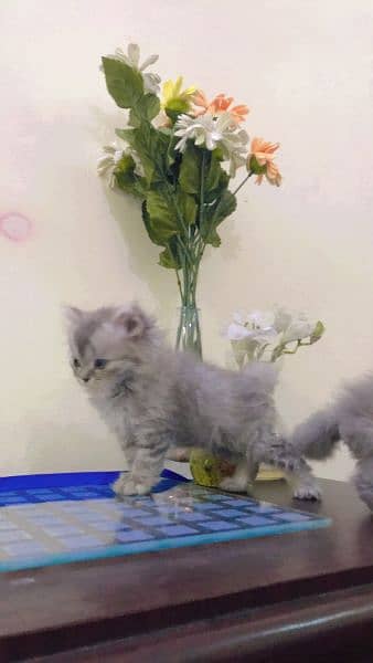 Persian Cat Grey fur triple coated kittens 8
