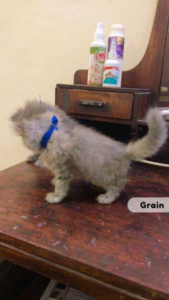 Persian Cat Grey fur triple coated kittens 9