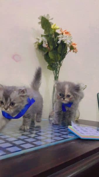 Persian Cat Grey fur triple coated kittens 3