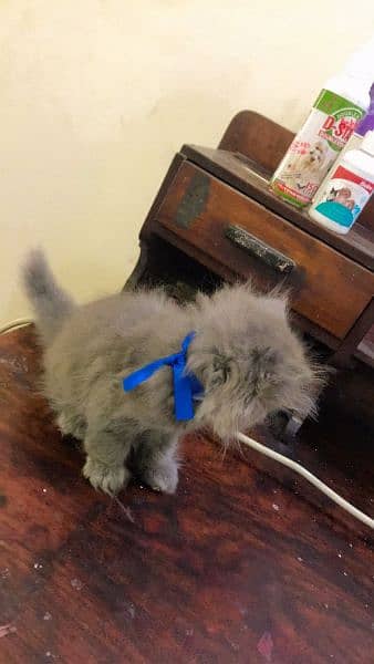 Persian Cat Grey fur triple coated kittens 10