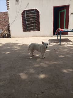 beautifull small white dog