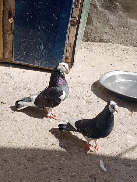 2 pairs of pigeon 3
