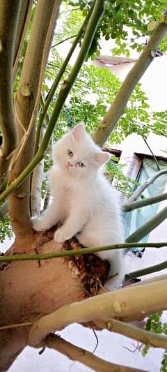 Persian kitten and litter trained