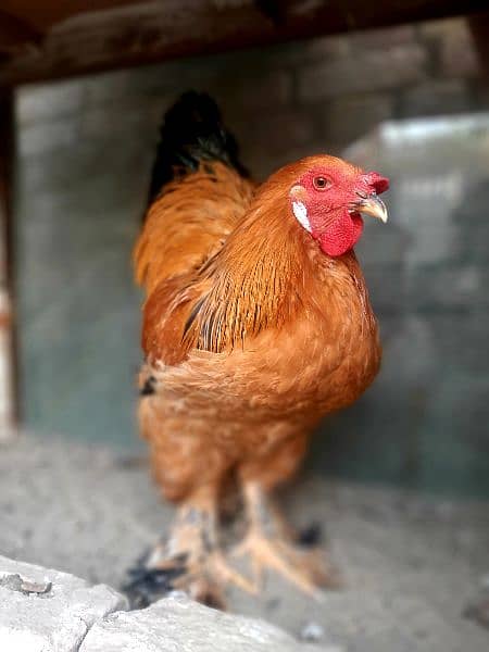 Brahma Young Breader Male for sale 5