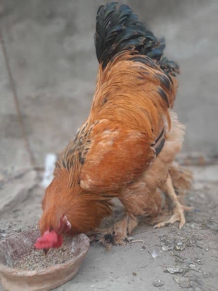 Brahma Young Breader Male for sale 11