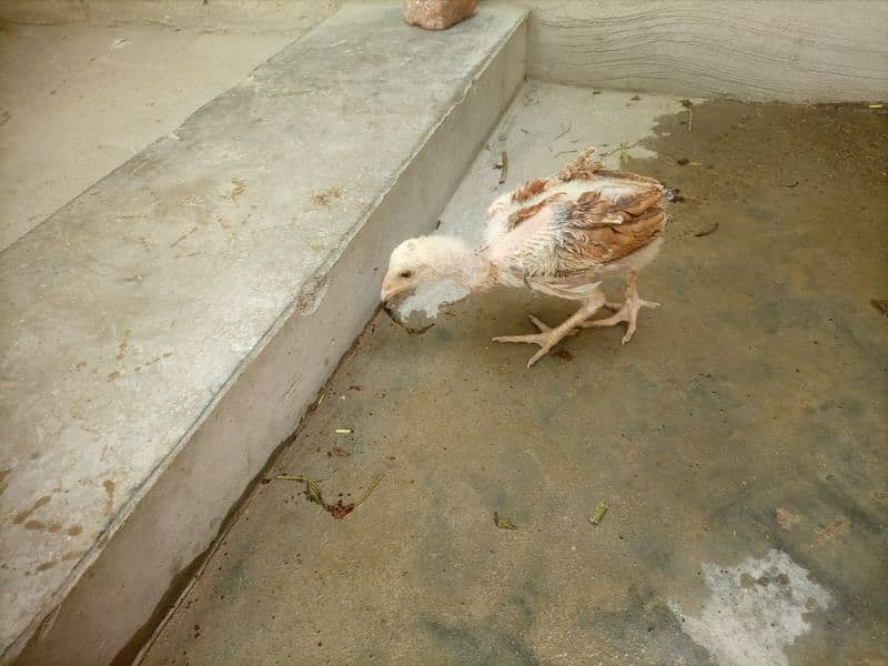 pure aseel chicks for sale 1