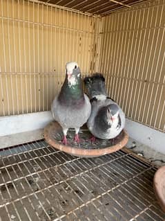 fancy pigeons pair 0