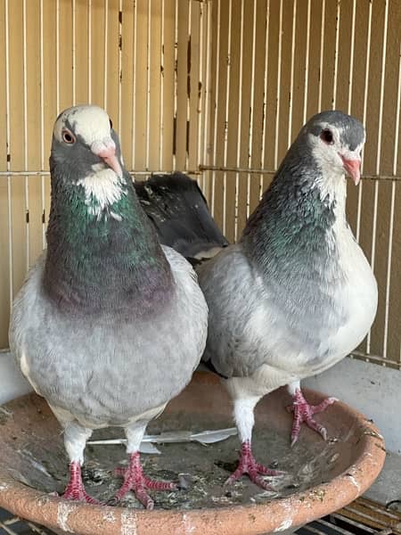 fancy pigeons pair 1