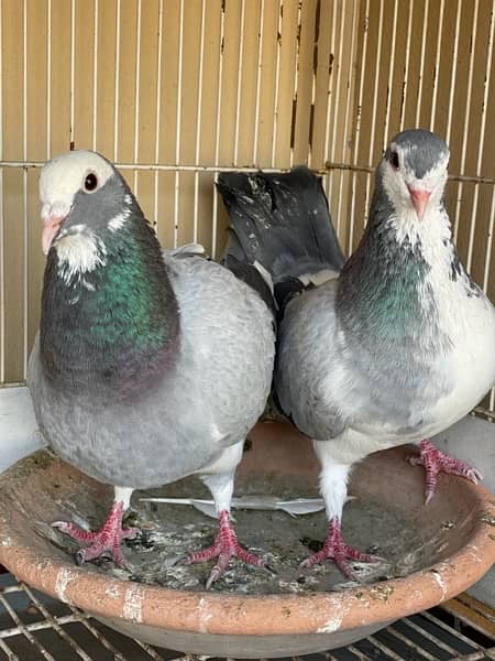 fancy pigeons pair 2