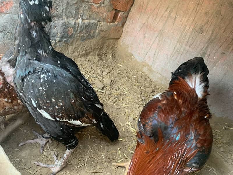 High Quality Chini Madi +Home breeder Lakha patha +fertile eggs+Chicks 4
