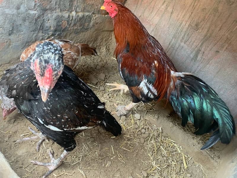 High Quality Chini Madi +Home breeder Lakha patha +fertile eggs+Chicks 8