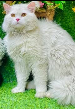 Persian cat name jack is up for sale