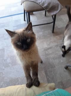Himalayan siamese pair for sale 0