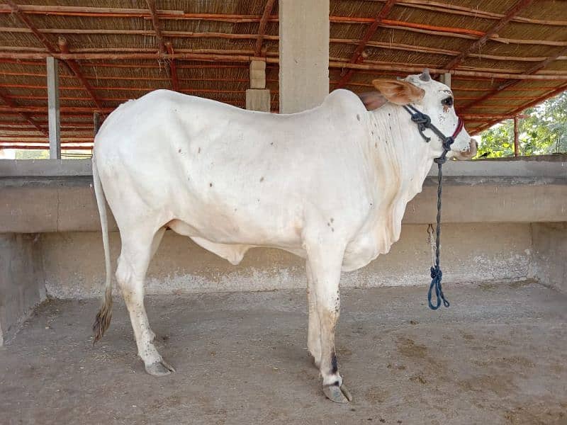 Best Qurbani Bulls | Cow | Bachia | Janwar | sahiwal cow | Desi cow 6