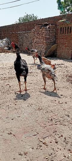 Home breed Aseel all birds for sale