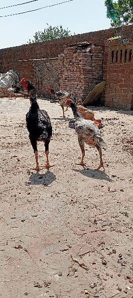 Home breed Aseel all birds for sale 0