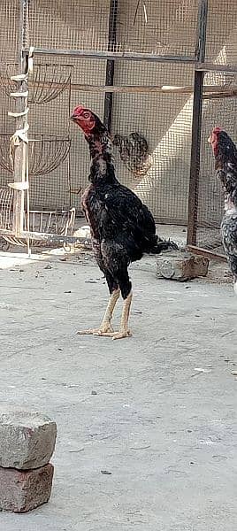 Home breed Aseel all birds for sale 4