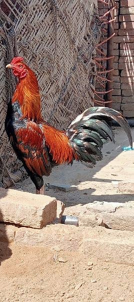 Home breed Aseel all birds for sale 5