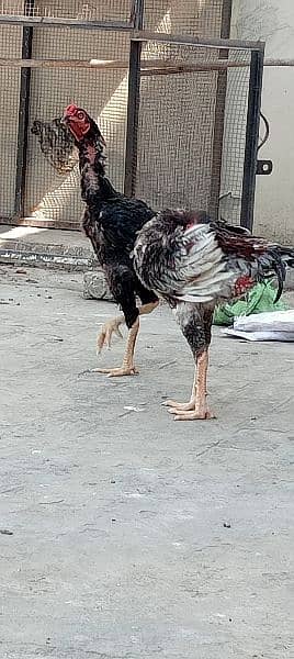 Home breed Aseel all birds for sale 8