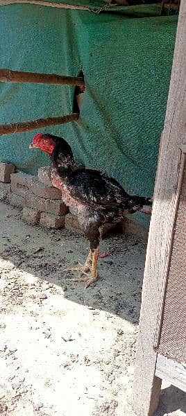 Home breed Aseel all birds for sale 9