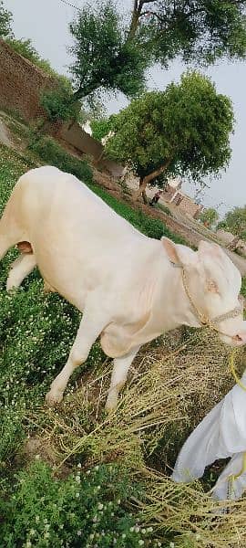 Cow | Bull | bachra | Desi wacha for Qurbani 2024 3