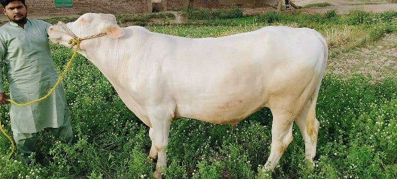 Cow | Bull | bachra | Desi wacha for Qurbani 2024 5