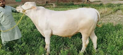 Cow | Bull | bachra | Desi wacha for Qurbani 2024